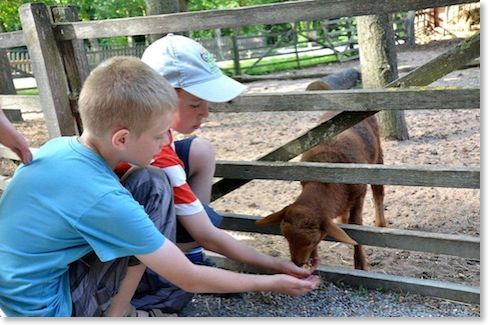 Die Tiere werden gestreichelt und gefüttert.